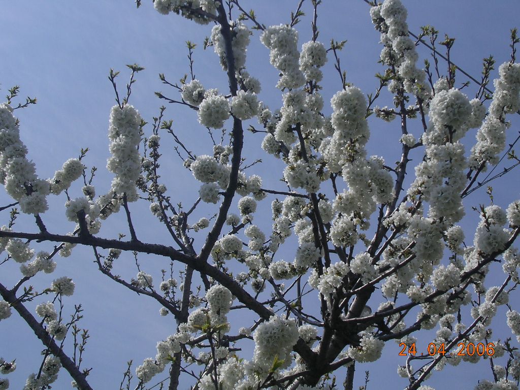 Ciliegio - Cherry flowers